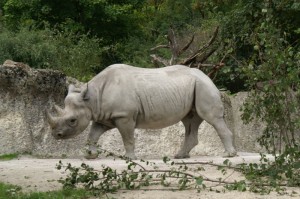 Black Rhinoceros